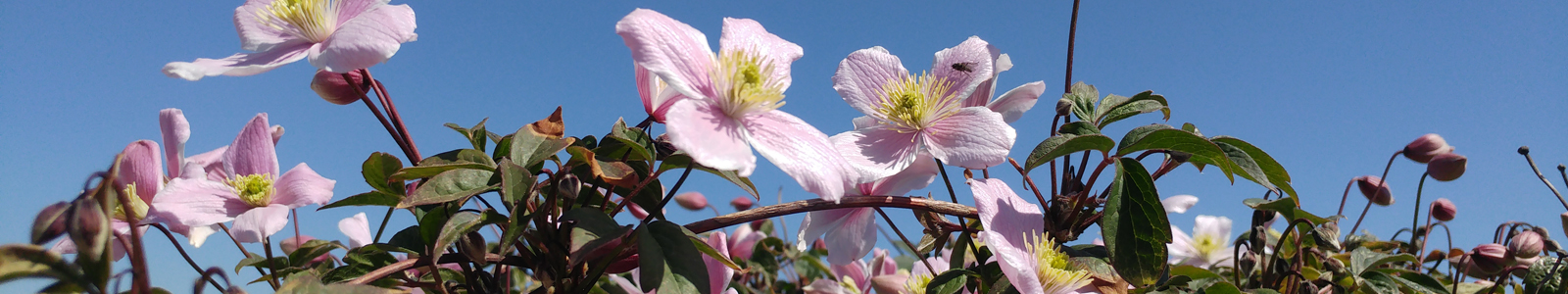 Clematisblüten Nahaufnahme ©DLR